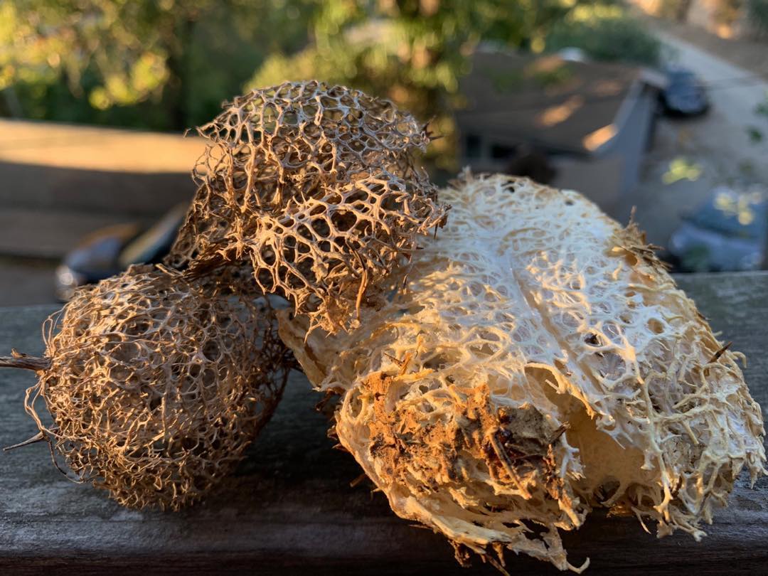 Husks of Wild Cucumber (Marah macrocarpa)