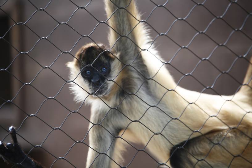 A black-handed spider monkey hangs from the chain link fence of its enclosure at the Honolulu Zoo, Feb. 10, 2014.